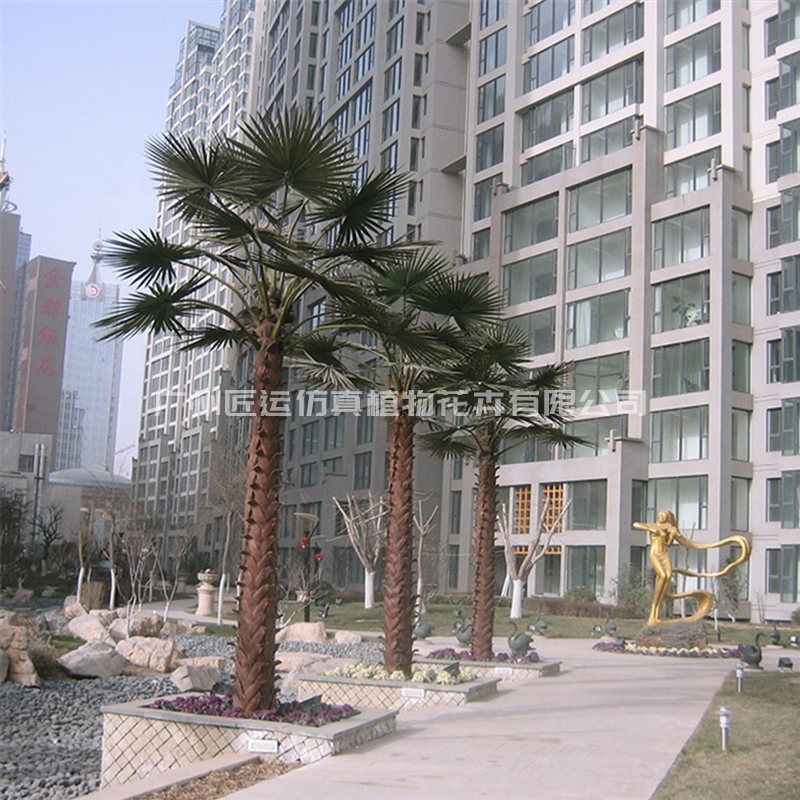 廣安小區(qū)棕櫚樹